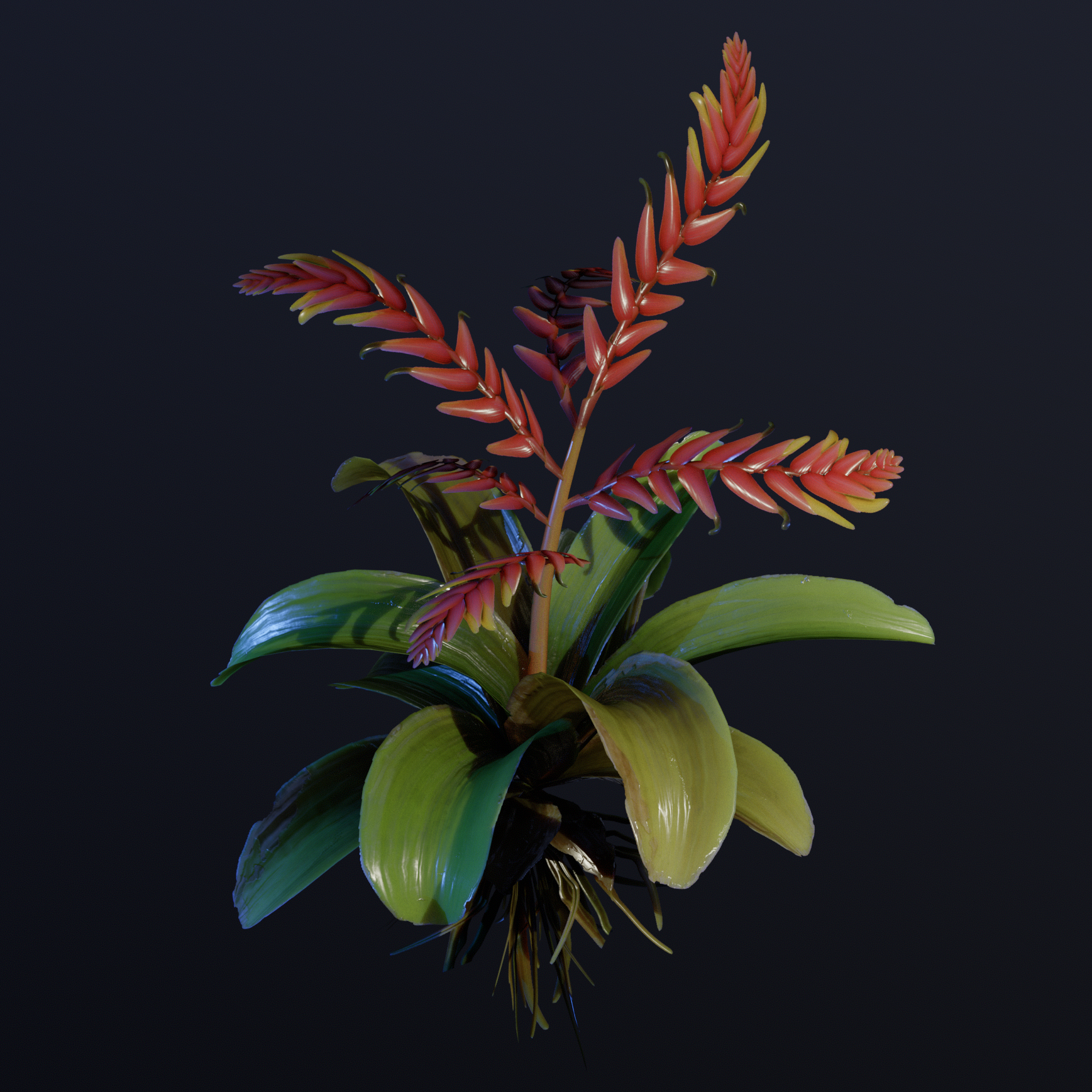 Bromeliad_Comp Bromeliad_Comp