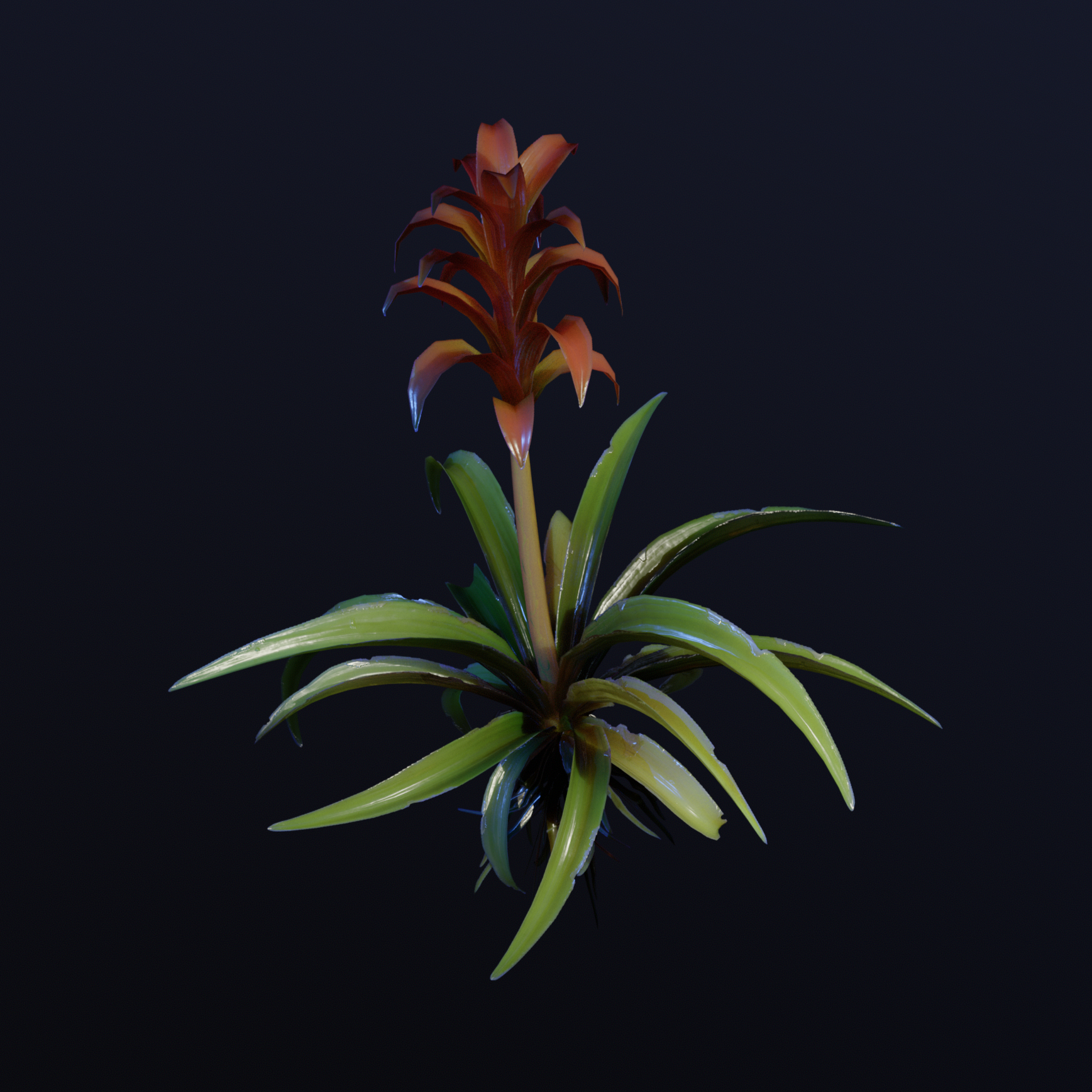 Bromeliad_Comp Bromeliad_Comp