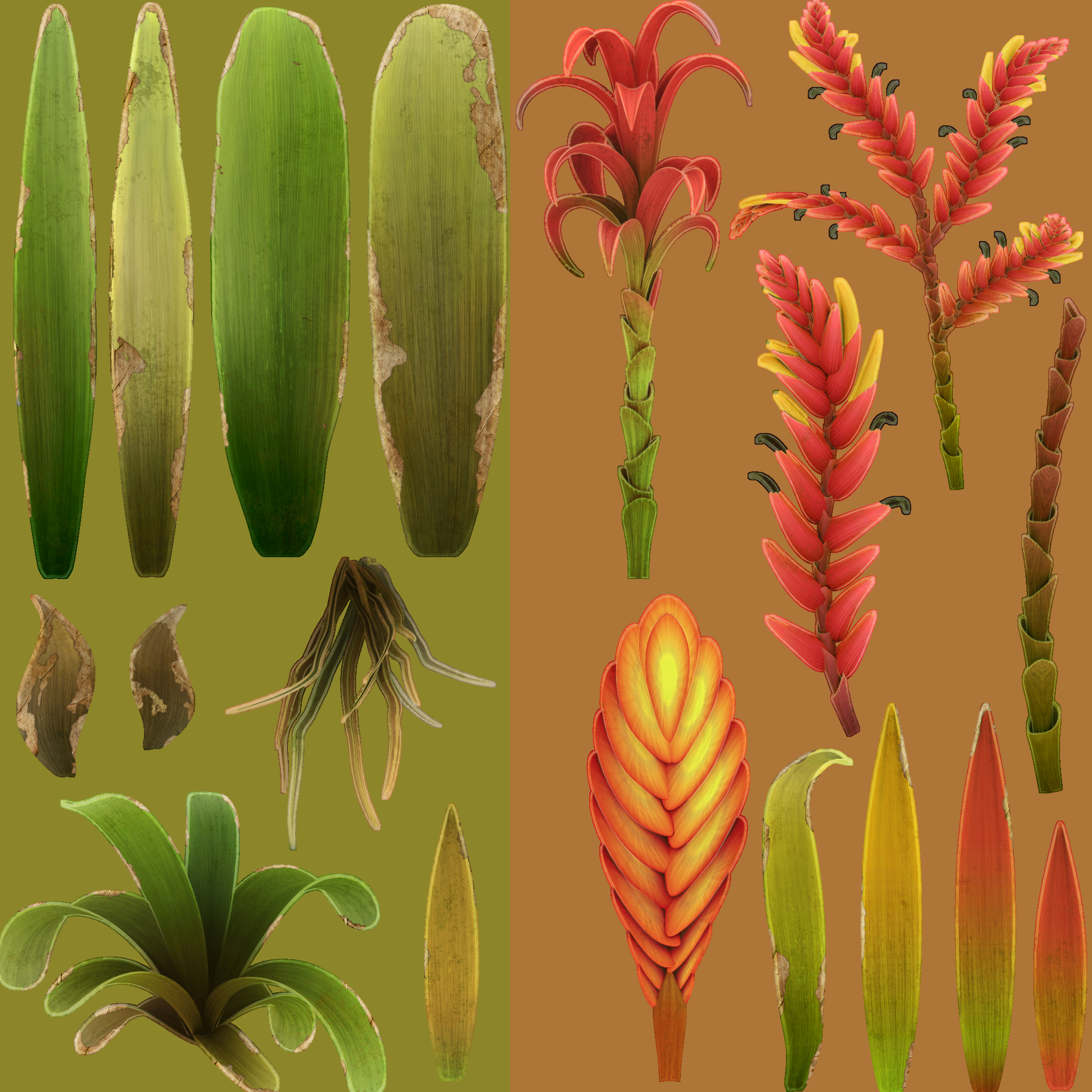 Bromeliad_D Bromeliad_D