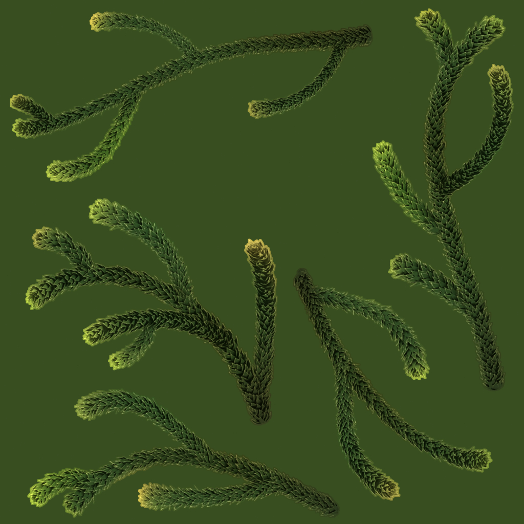 Araucaria_Branch_D Araucaria_Branch_D