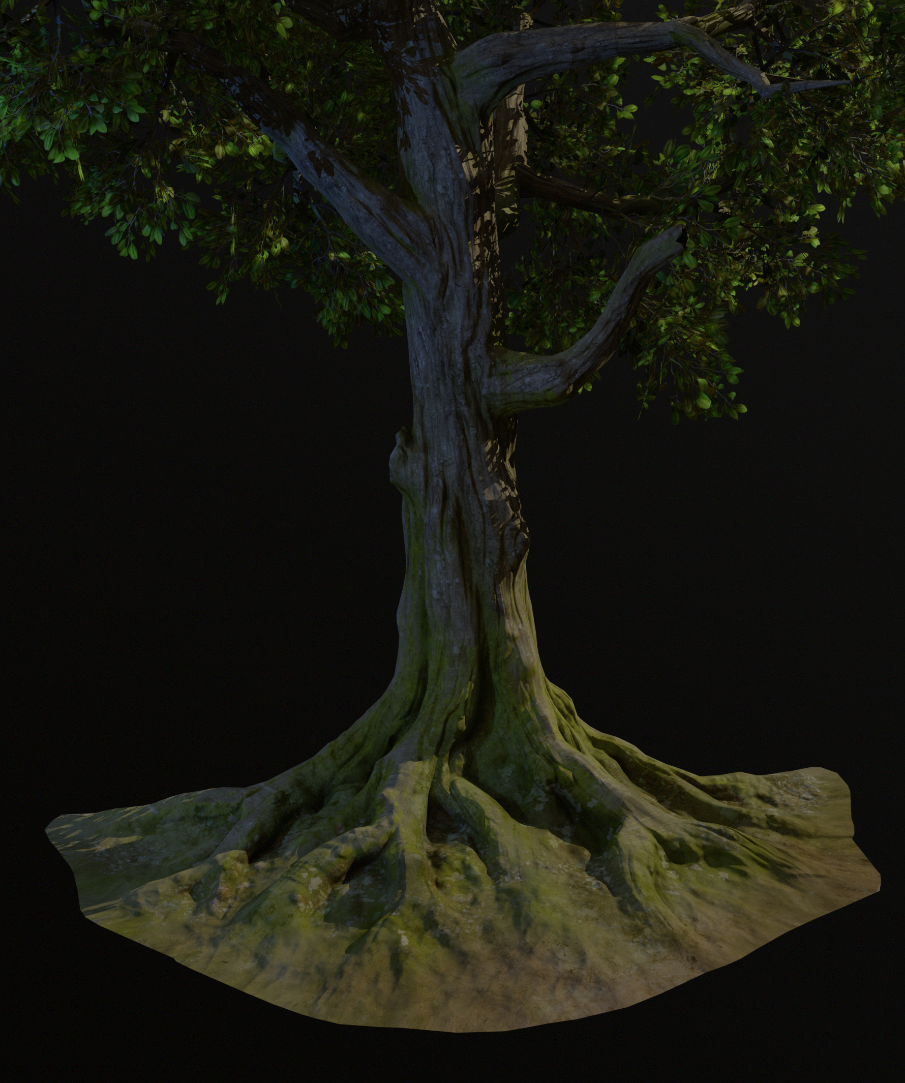 Camphor_Tree_Render Camphor_Tree_Render