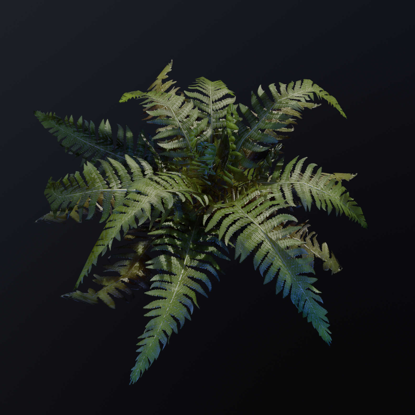Bromeliad_Comp Bromeliad_Comp