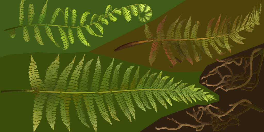 Fern_h_d Fern_h_d